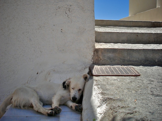 Santorini Dog